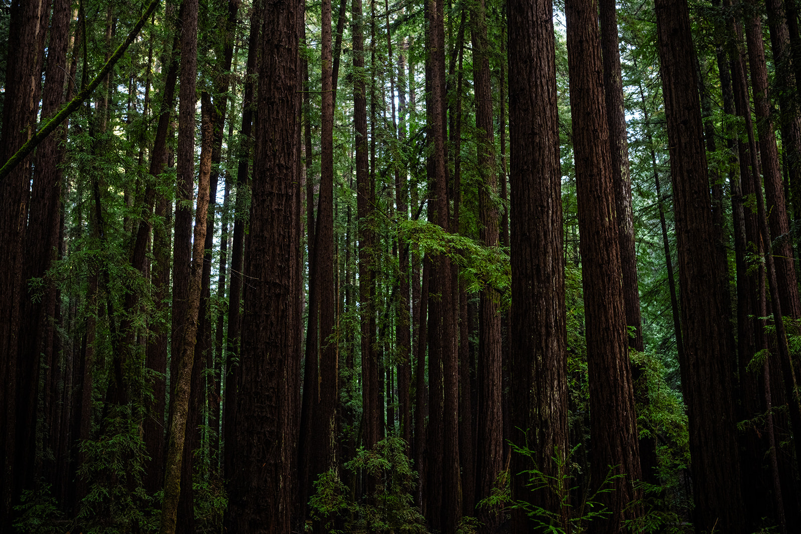 Sherwood Design Engineers — Redwoods
