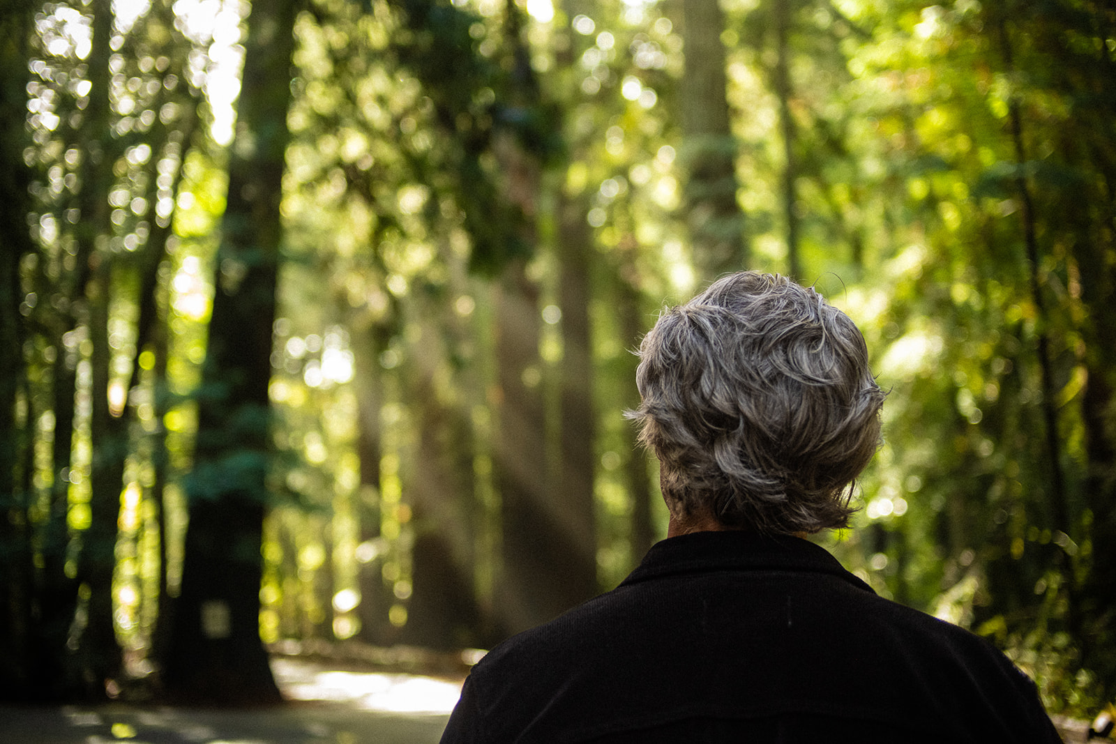 Sherwood — redwoods